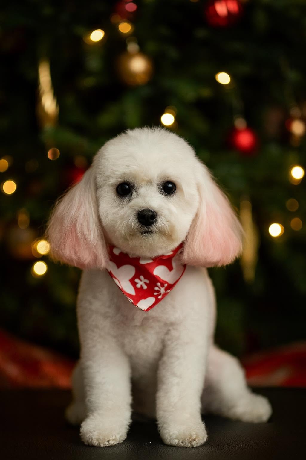 Adorable white Poodle with a festive red bandana posed in front of a Christmas tree after grooming at Donna's Doggy Dooz