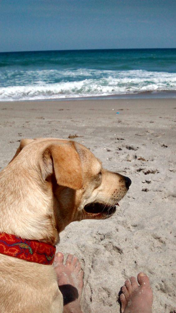 Scrambler, Donna's beloved yellow Labrador, enjoying the Florida sunshine at the beach