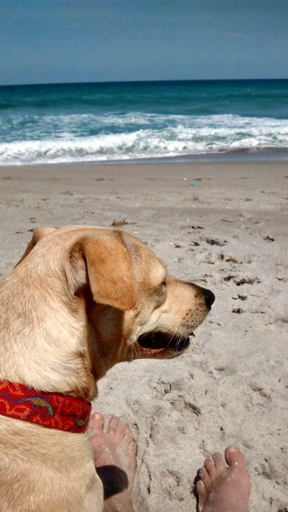 Scrambler, Donna's beloved yellow Labrador girl, enjoying the Florida sunshine at the beach
