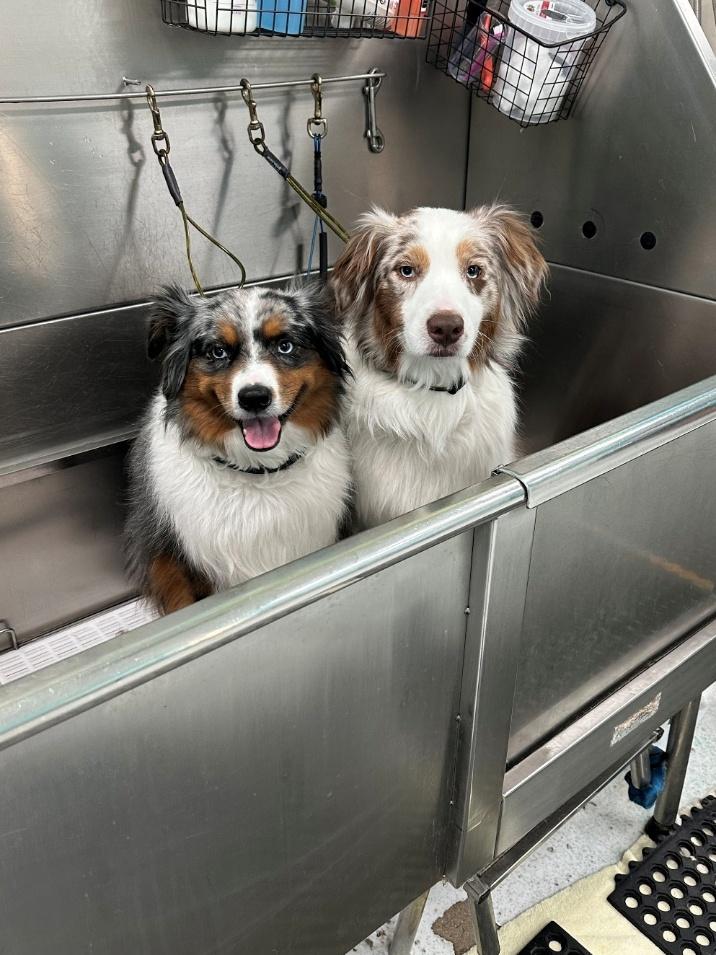 Two Australian Shepherds — a blue merle and red merle — being bathed at Donna's Doggy Dooz salon in Wellington, FL