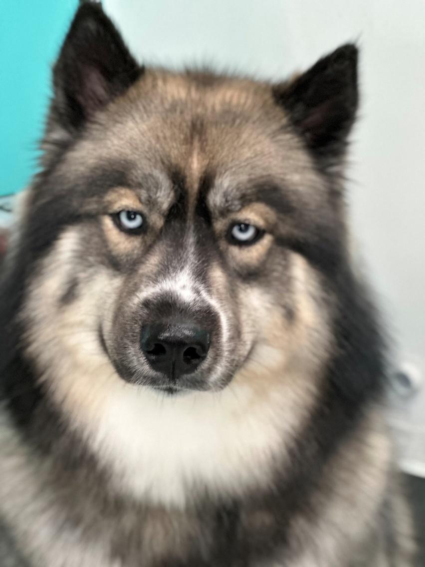 Husky with striking blue eyes freshly groomed at Donna's Doggy Dooz salon, Wellington FL