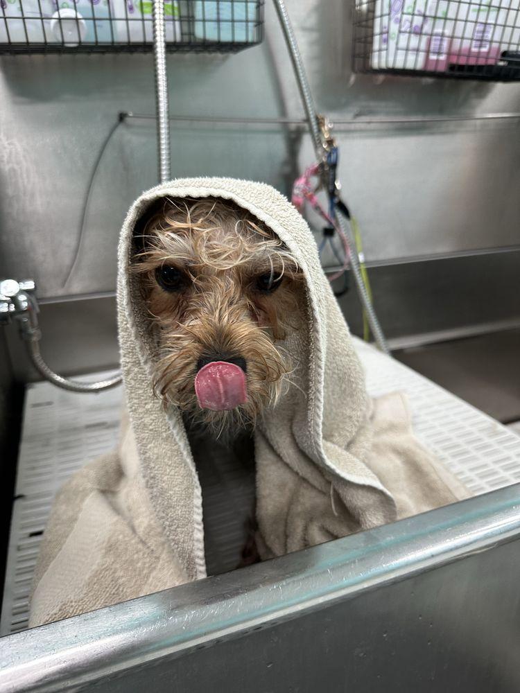 Adorable small dog wrapped in a towel with tongue out, freshly bathed at Donna's Doggy Dooz