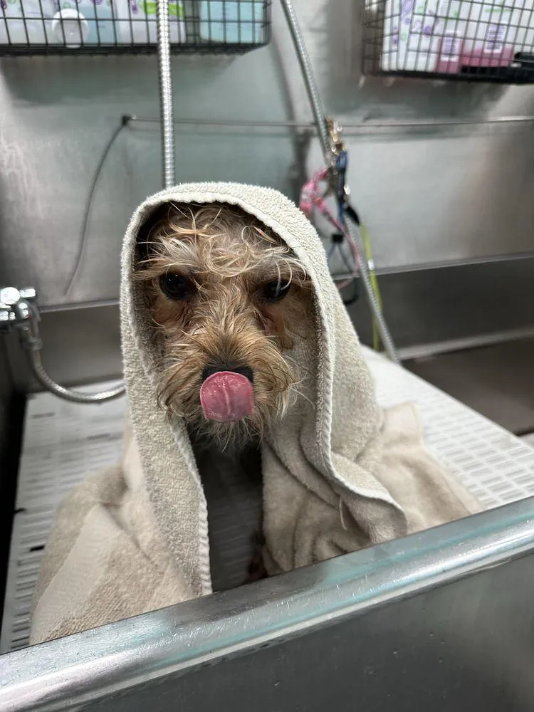 Adorable small dog wrapped in a towel with tongue out, freshly bathed at Donna's Doggy Dooz