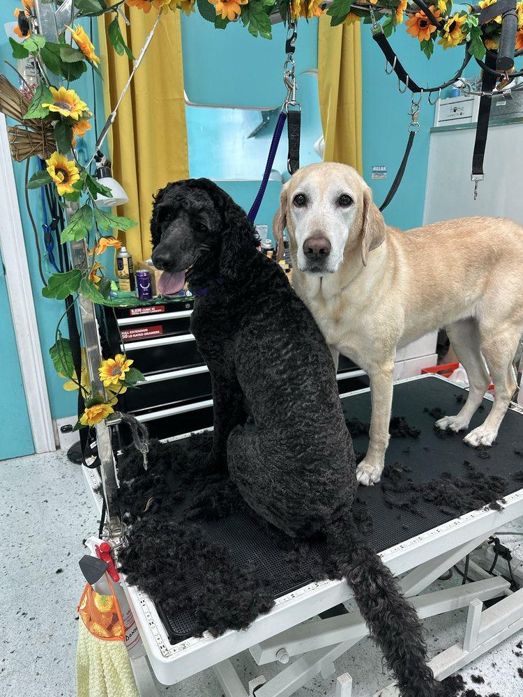 Black Standard Poodle and Yellow Labrador freshly groomed together on the grooming table at Donna's salon
