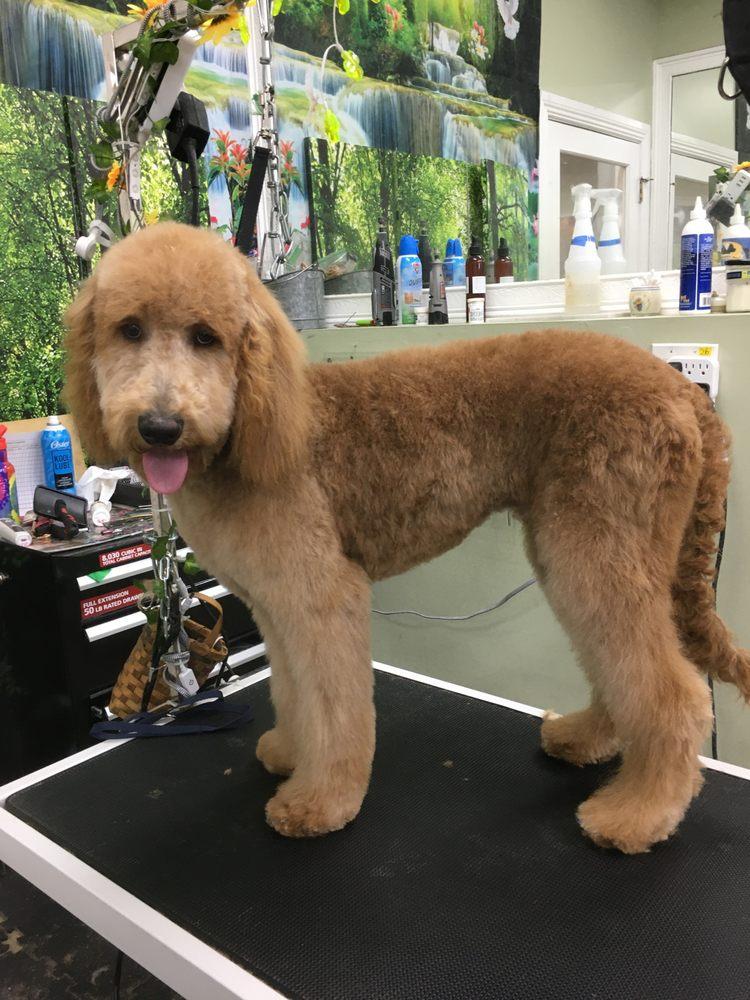 Apricot Goldendoodle freshly styled at Donna's Doggy Dooz, Wellington FL