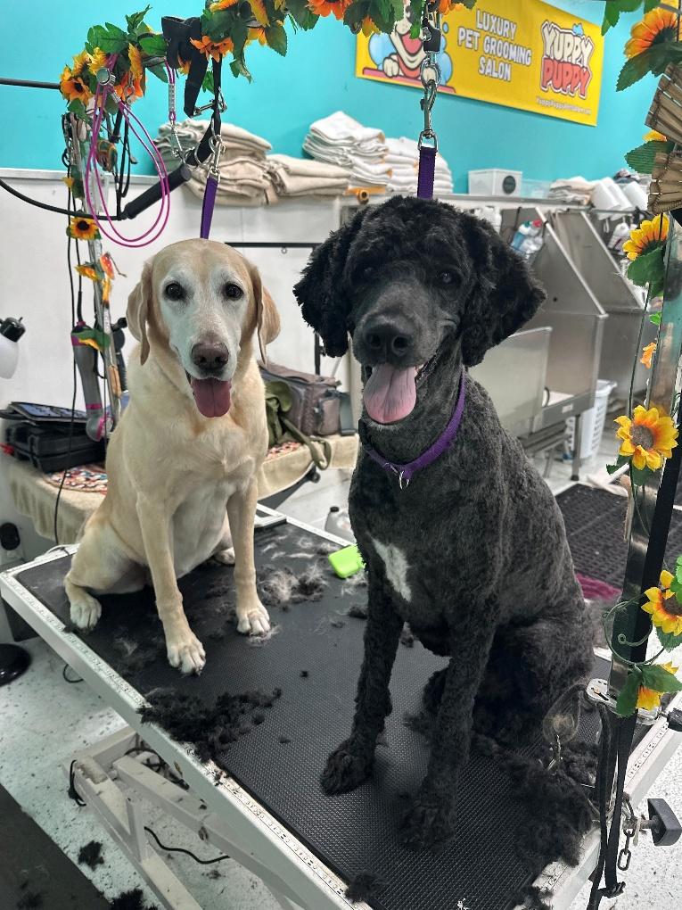 Yellow Labrador and Black Standard Poodle sharing the grooming table at Donna's Doggy Dooz