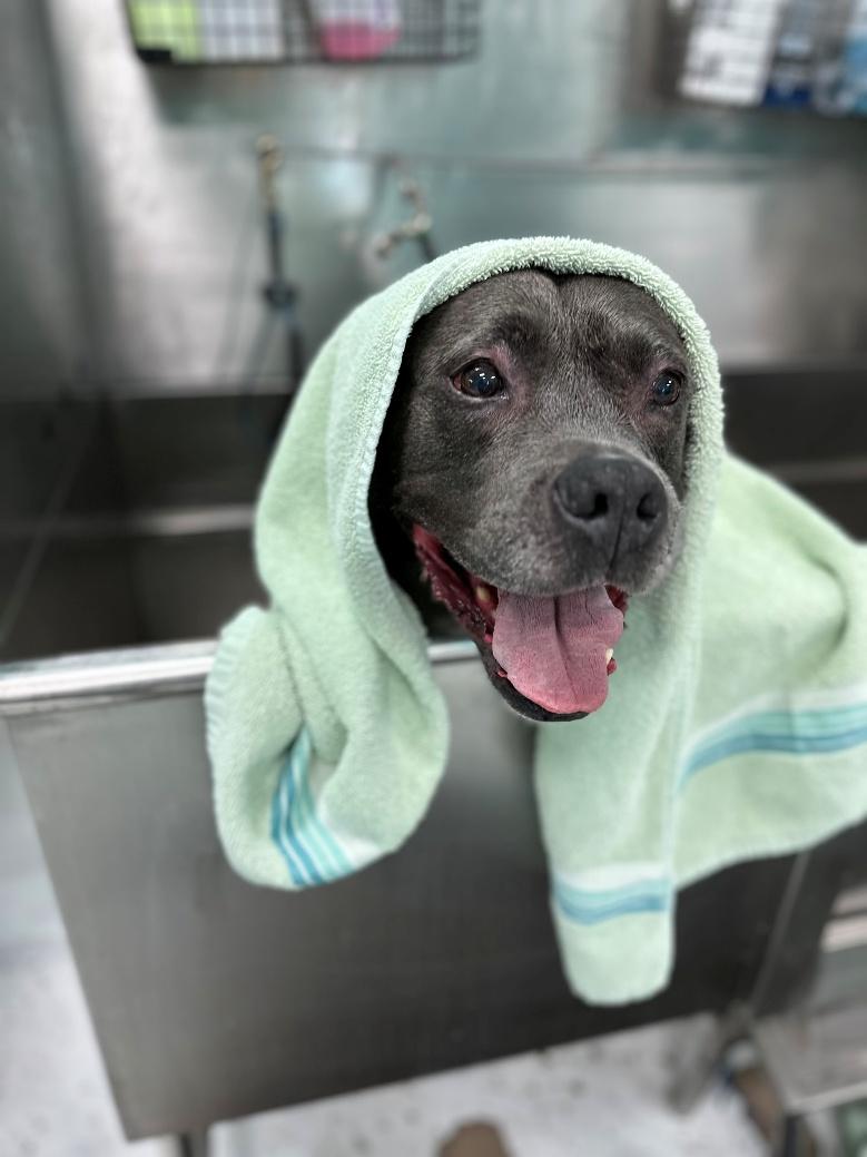Blue-grey Pitbull wrapped in a green towel, smiling big after a bath at Donna's salon