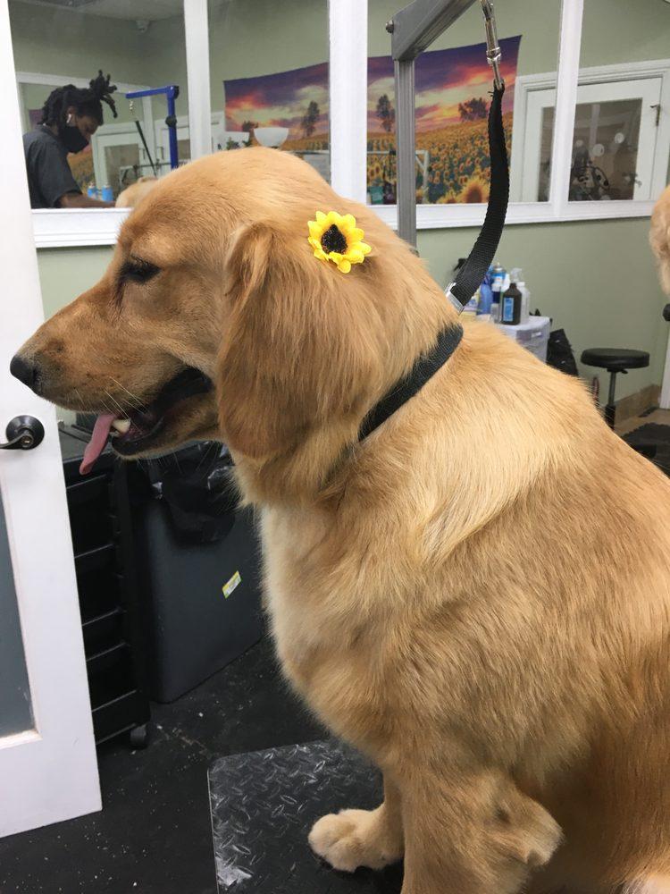 Golden Retriever with a sunflower hair clip, beautifully groomed at Donna's Doggy Dooz