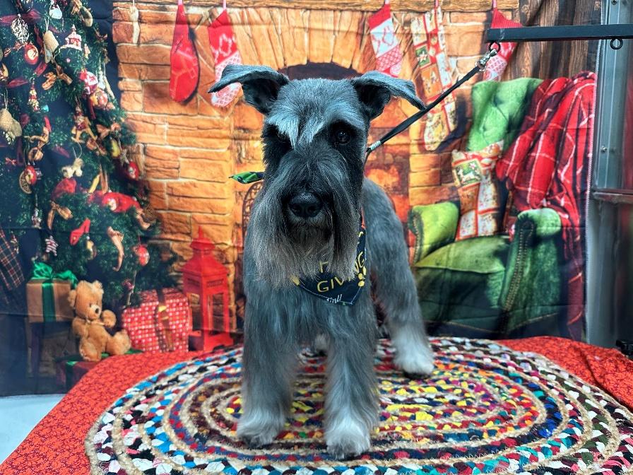 Miniature Schnauzer freshly groomed and dressed for the holidays at Donna's Doggy Dooz