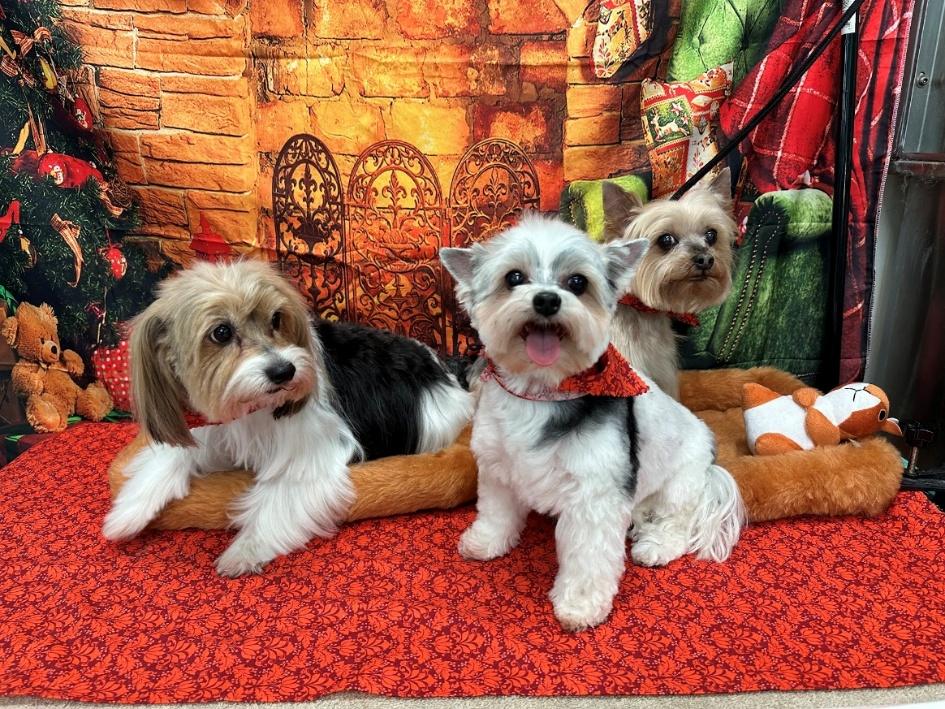 Three small groomed dogs — a Biewer Terrier, West Highland Terrier, and Yorkie — in a festive holiday photo at Donna's salon