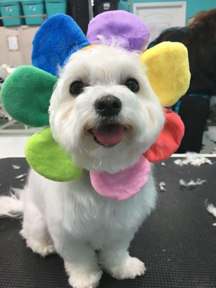 White Maltese with a colorful rainbow flower collar, freshly groomed at Donna's Doggy Dooz