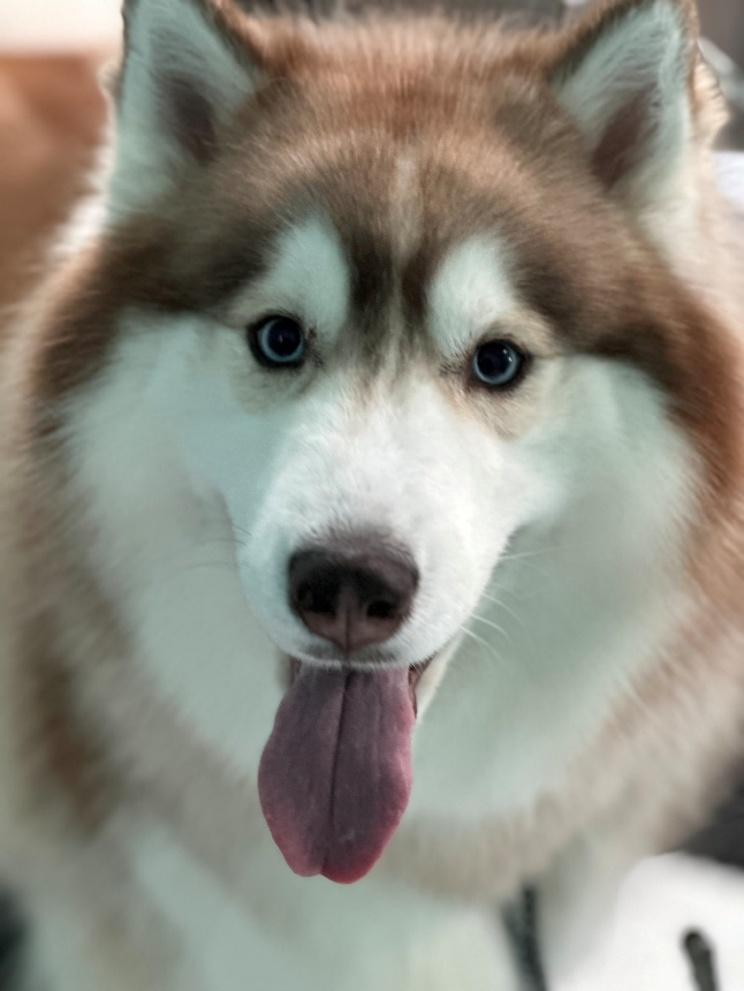 Red and white Siberian Husky with ice-blue eyes, happy and tongue out after grooming