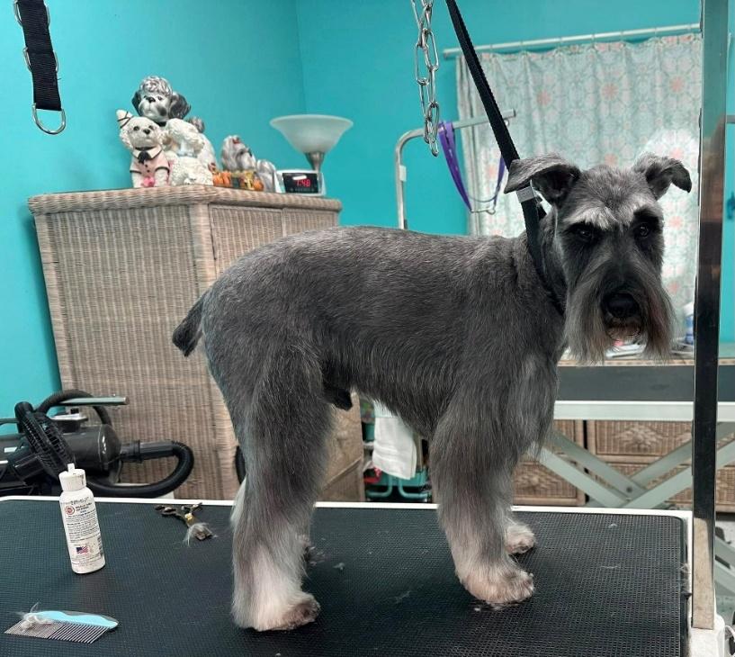 Miniature Schnauzer freshly groomed on the table at Donna's Doggy Dooz salon, Wellington FL