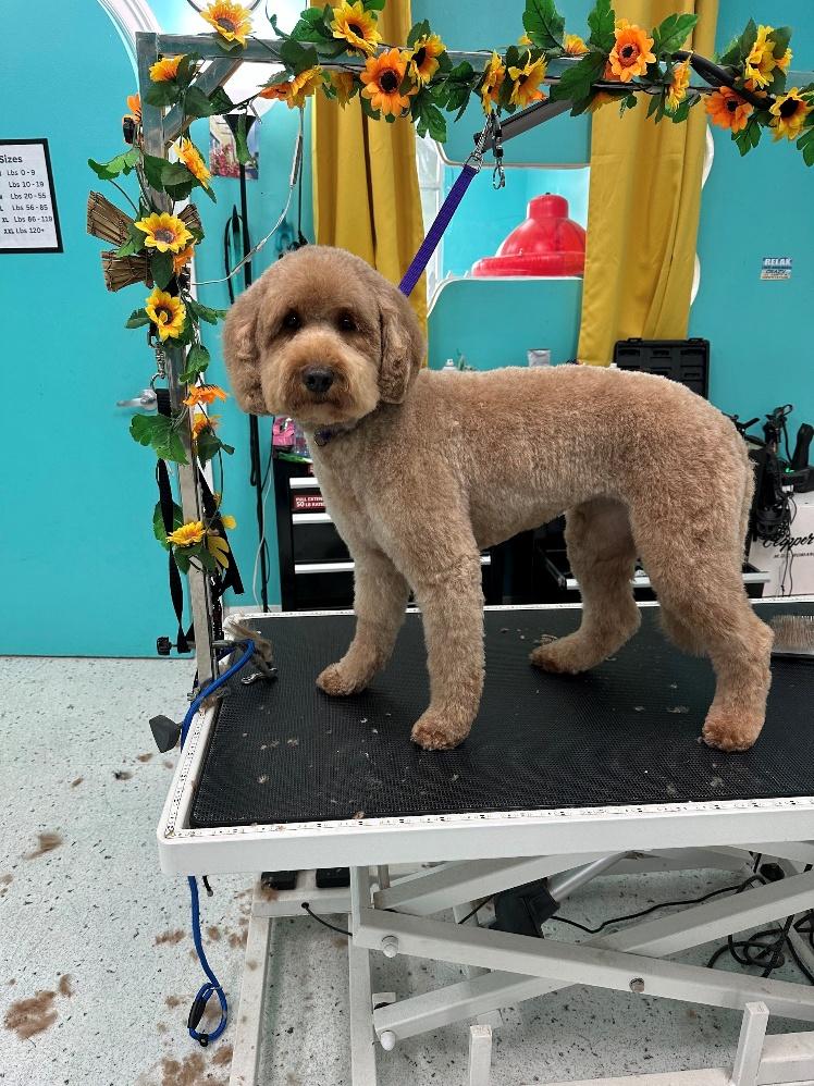 Apricot Goldendoodle freshly groomed and standing tall at Donna's Doggy Dooz in Wellington, FL