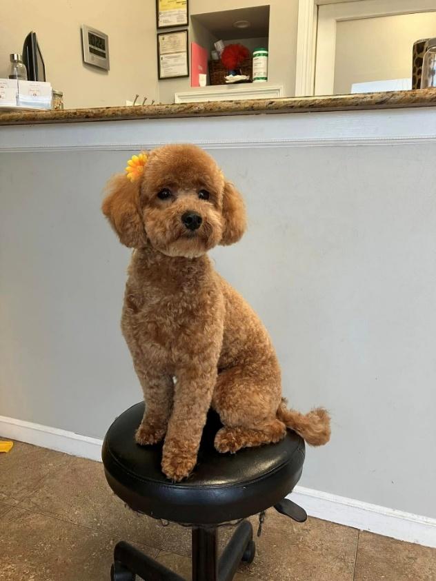Apricot Toy Poodle with a pink flower accessory, freshly groomed at Donna's salon