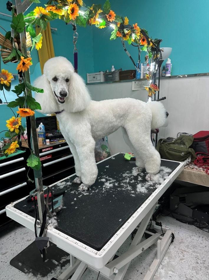 White Standard Poodle freshly groomed at Donna's Doggy Dooz, posed under the salon's sunflower arch